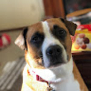 Meet your Posher, Stella